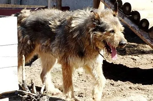 Sierściuch MESSI szuka domu!!!,  mazowieckie Warszawa