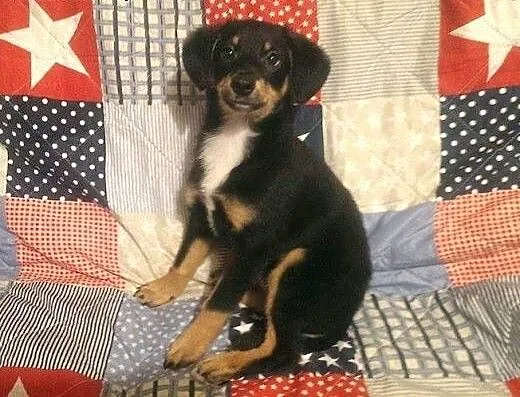 Lilka do adopcji, świętokrzyskie Kielce