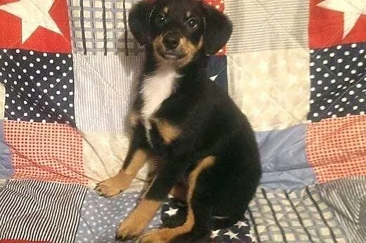 Lilka do adopcji,  świętokrzyskie Kielce