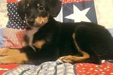 Lilka do adopcji,  świętokrzyskie Kielce