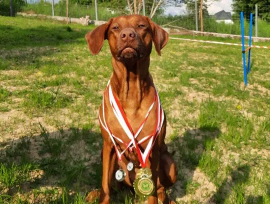 Szkolenie gratis - Wystawowe Szczenięta Rhodesian Ridgeback - afrykańskie linie, , Kraków