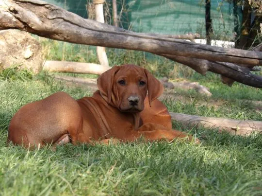 Szkolenie gratis - Wystawowe Szczenięta Rhodesian Ridgeback - afrykańskie linie, , Kraków