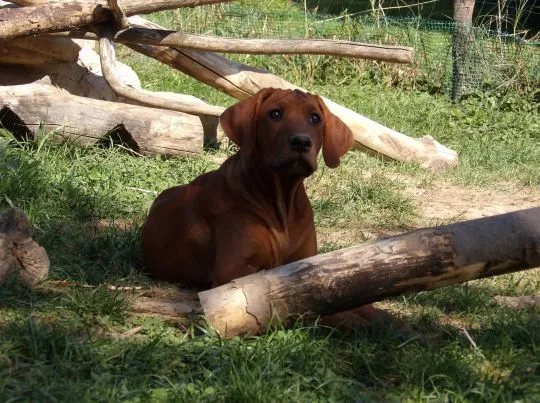 Szkolenie gratis - Wystawowe Szczenięta Rhodesian Ridgeback - afrykańskie linie, , Kraków