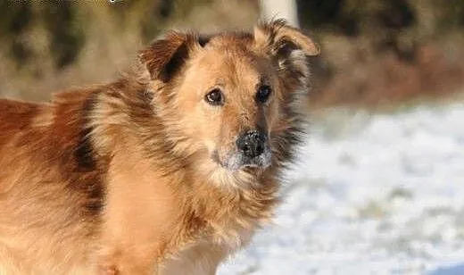 Teddy miś chce być z Tobą już od dziś, mazowiecki