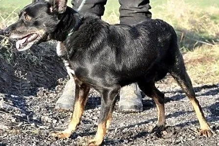 KOKO-wesoły, radosny, energiczny młody psiak szuka