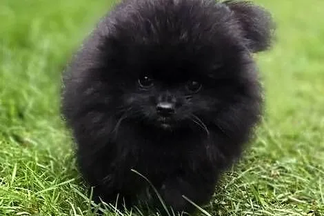 Szpic miniaturowy pomeranian