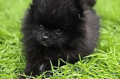 Szpic miniaturowy pomeranian, Małopolskie, Tarnów