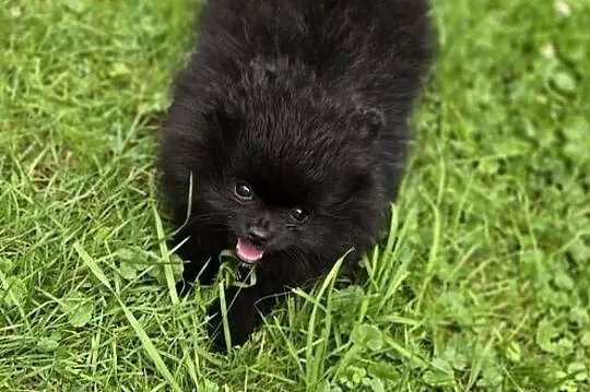 Szpic miniaturowy pomeranian, Małopolskie, Tarnów