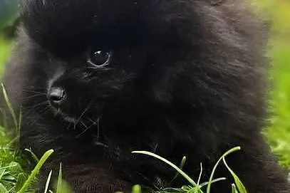 Szpic miniaturowy pomeranian, Małopolskie, Tarnów