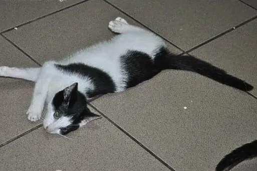 Kto pokocha pięknego kocurka DŻAREDA?,  śląskie Ka