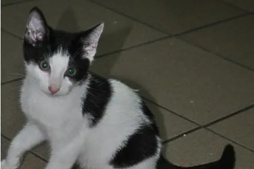 Kto pokocha pięknego kocurka DŻAREDA?,  śląskie Ka