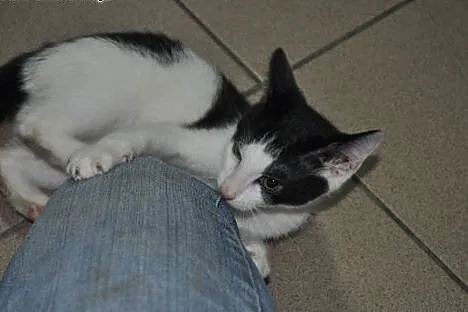 Kto pokocha pięknego kocurka DŻAREDA?,  śląskie Ka