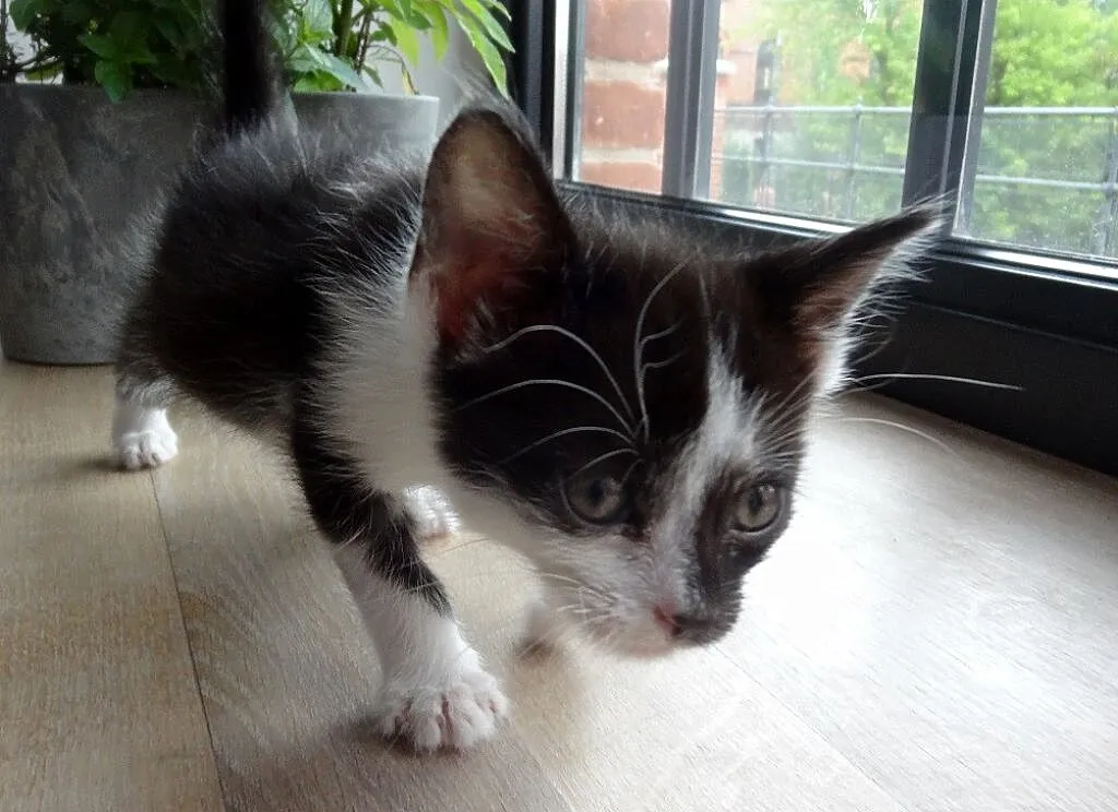 Albin