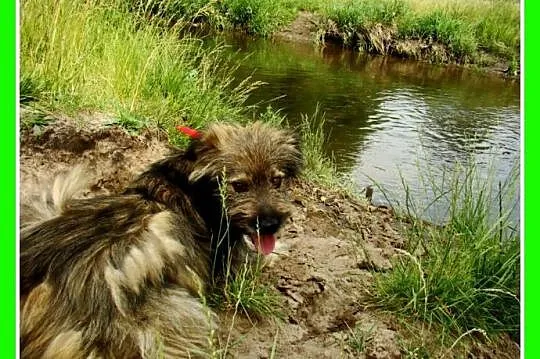 Długowłosy,przesympatyczny psiak LULEK,grzeczny,ła