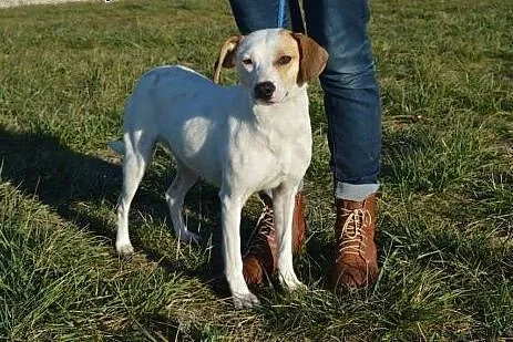 Smyczka biała urokliwa sunia,  mazowieckie Warszaw