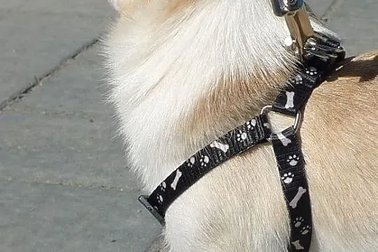 Chihuahua piesek krótkowłosy maleńki waga 1,3 kg. , Wesoła