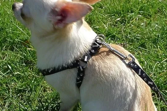 Chihuahua piesek krótkowłosy maleńki waga 1,3 kg. , Wesoła