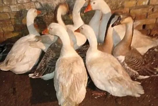 Sprzedam gesi, Lubuskie, Lubiszyn