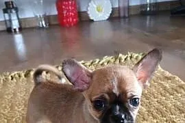 Chihuahua malutki xxs