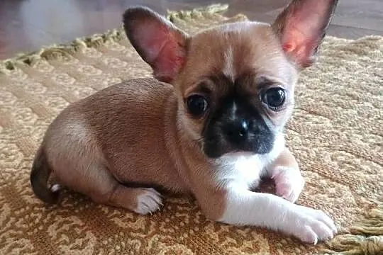 Chihuahua malutki xxs, Łódzkie, Radomsko