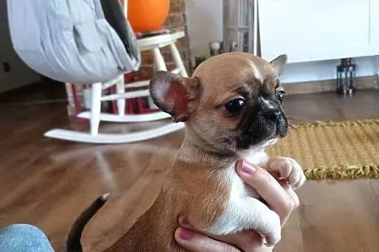 Chihuahua malutki xxs, Łódzkie, Radomsko