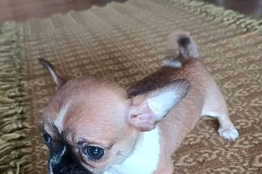 Chihuahua malutki xxs, Łódzkie, Radomsko