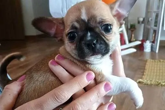 Chihuahua malutki xxs, Łódzkie, Radomsko