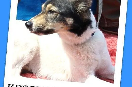 10kg,delikatnej budowy,wesoła,przyjazna,suczka Kroplunia Adopcja,  śląskie Katowice