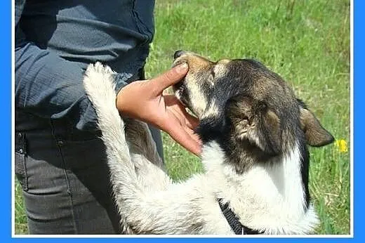 10kg,delikatnej budowy,wesoła,przyjazna,suczka Kro
