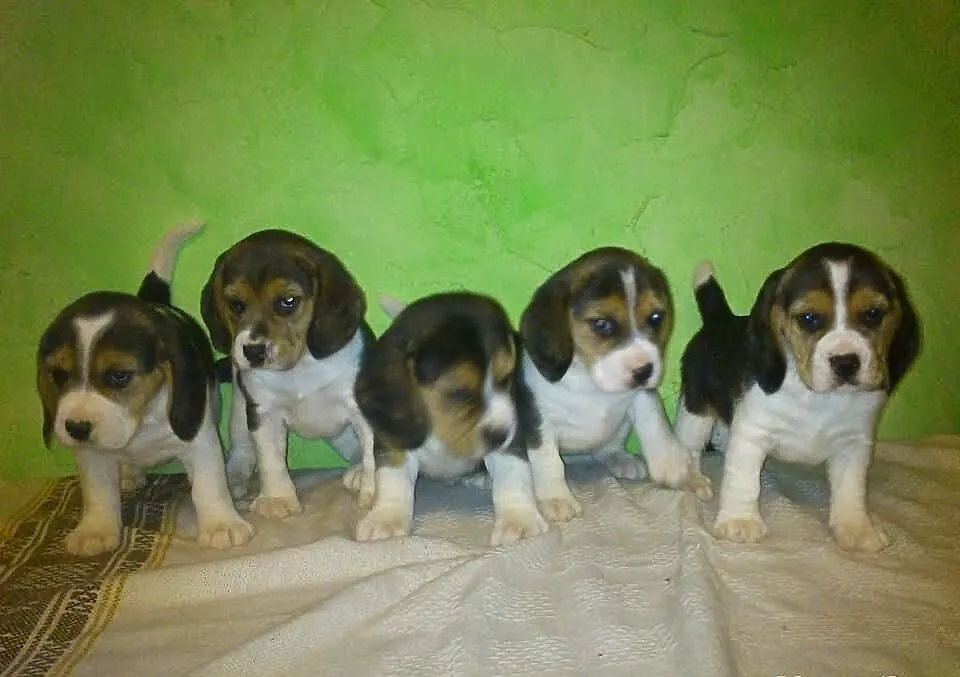 BEAGLE, tricolor, pies, suka, po rodzicach rodowod