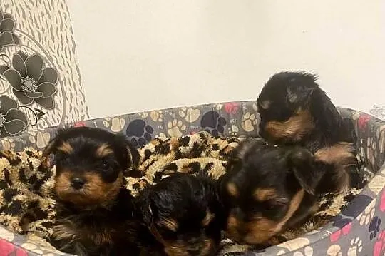 Yorkshire terrier piesek samiec