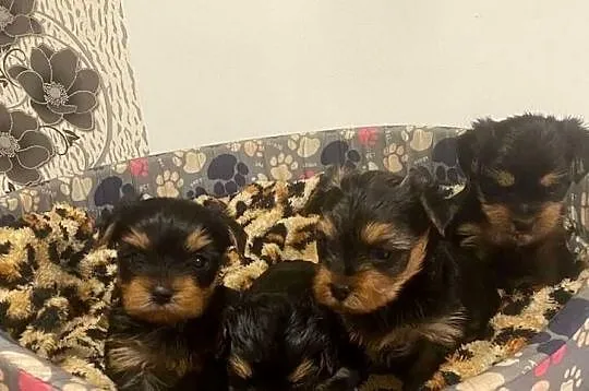 Yorkshire terrier piesek samiec, Śląskie, Żory