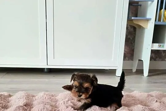 Yorkshire terrier piesek samiec, Śląskie, Żory