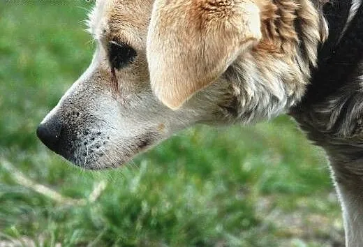 Najsmutniejszy pies ze wszystkich - Ogarek szuka d