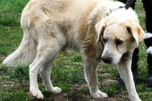 Najsmutniejszy pies ze wszystkich - Ogarek szuka d