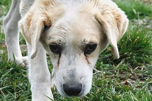 Najsmutniejszy pies ze wszystkich - Ogarek szuka d