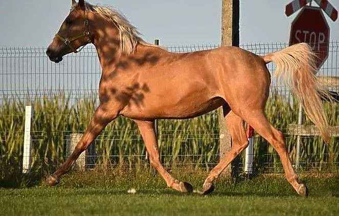 Klacz palomino 3 lata Odetta Casall Baracuda, ,