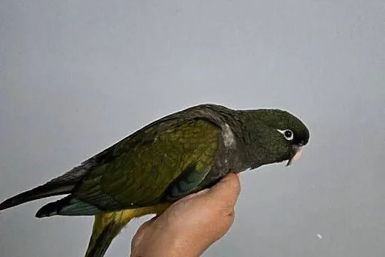 Konura Patagonka Ręcznie karmiona, Łódzkie, Łódź