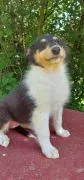 Owczarek szkocki, collie, lassie, śniade, tricolor