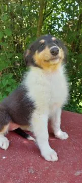 Owczarek szkocki, collie, lassie, śniade, tricolor