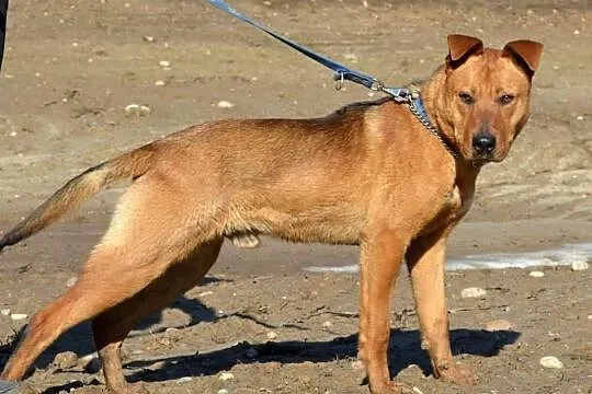 RUDI do adopcji!