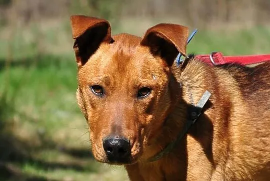 RUDI do adopcji!