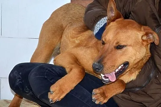RUDI do adopcji!
