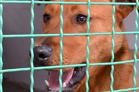 RUDI do adopcji!