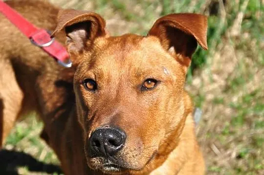 RUDI do adopcji!