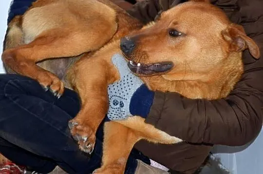 RUDI do adopcji!