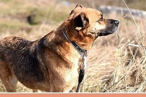 Średnia 23 kg, łagodna, spokojna, kontaktowa suczk