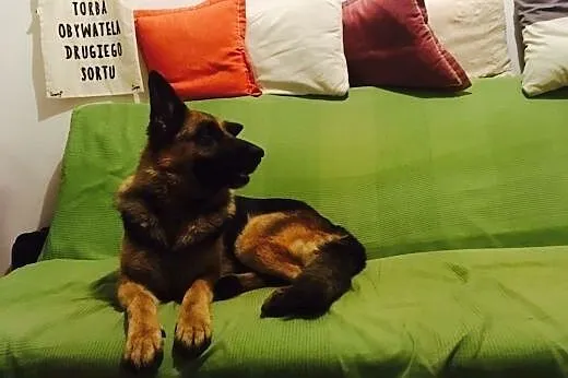 Śliczna, młoda sunia owczarka niemieckiego do pokochania od zaraz!,  wielkopolskie Poznań