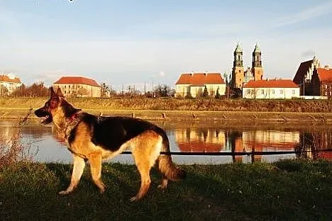 Śliczna, młoda sunia owczarka niemieckiego do poko