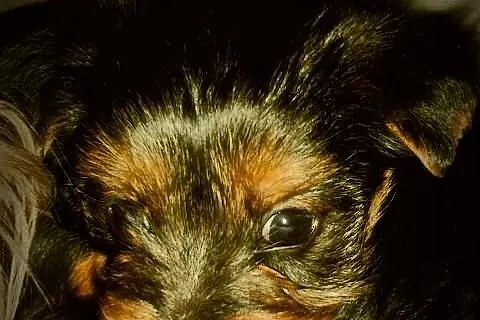 Yorkshire Terrier- szczenięta